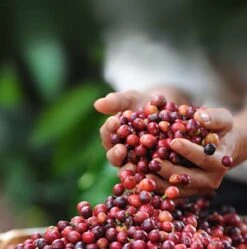 Nescafé Dolce Gusto Cappuccino Capsules - 90 Koffiecups -Koffieserie Winkel 1190x1200 2