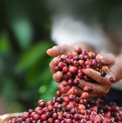 Nescafé Dolce Gusto Cortado Espresso Macchiato Capsules - 90 Koffiecups -Koffieserie Winkel 1192x1200