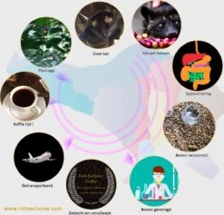 Kopi Luwak Koffie. 35 Gram Ongemalen Bonen. Direct Trade. Single Origin. The Original By Rich.Exclusive. 26 Kopi Luwak Koffie. 35 Gram Ongemalen Bonen. Direct Trade. Single Origin. The Original By Rich.Exclusive. -Koffieserie Winkel 1200x1153 1