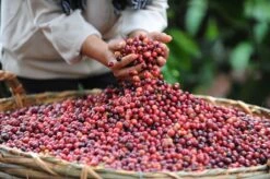 Nescafé Espresso Oploskoffie - 6 Doosjes à 25 Zakjes -Koffieserie Winkel 1200x798 5