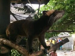 Kopi Luwak Koffie. 35 Gram Ongemalen Bonen. Direct Trade. Single Origin. The Original By Rich.Exclusive. 20 Kopi Luwak Koffie. 35 Gram Ongemalen Bonen. Direct Trade. Single Origin. The Original By Rich.Exclusive. -Koffieserie Winkel 1200x900 2