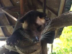 Kopi Luwak Koffie. 35 Gram Ongemalen Bonen. Direct Trade. Single Origin. The Original By Rich.Exclusive. 21 Kopi Luwak Koffie. 35 Gram Ongemalen Bonen. Direct Trade. Single Origin. The Original By Rich.Exclusive. -Koffieserie Winkel 1200x900 3