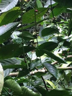 Kopi Luwak Koffie. 35 Gram Ongemalen Bonen. Direct Trade. Single Origin. The Original By Rich.Exclusive. 19 Kopi Luwak Koffie. 35 Gram Ongemalen Bonen. Direct Trade. Single Origin. The Original By Rich.Exclusive. -Koffieserie Winkel 900x1200 1